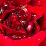 Skriv en kärlekssonett