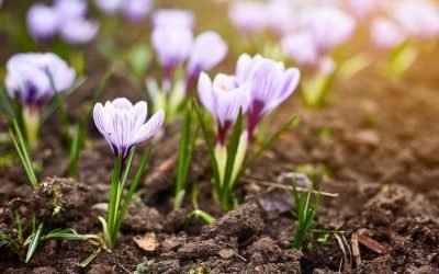 Gestalta och skriv en vårtext