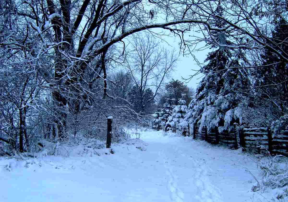 Januariblå