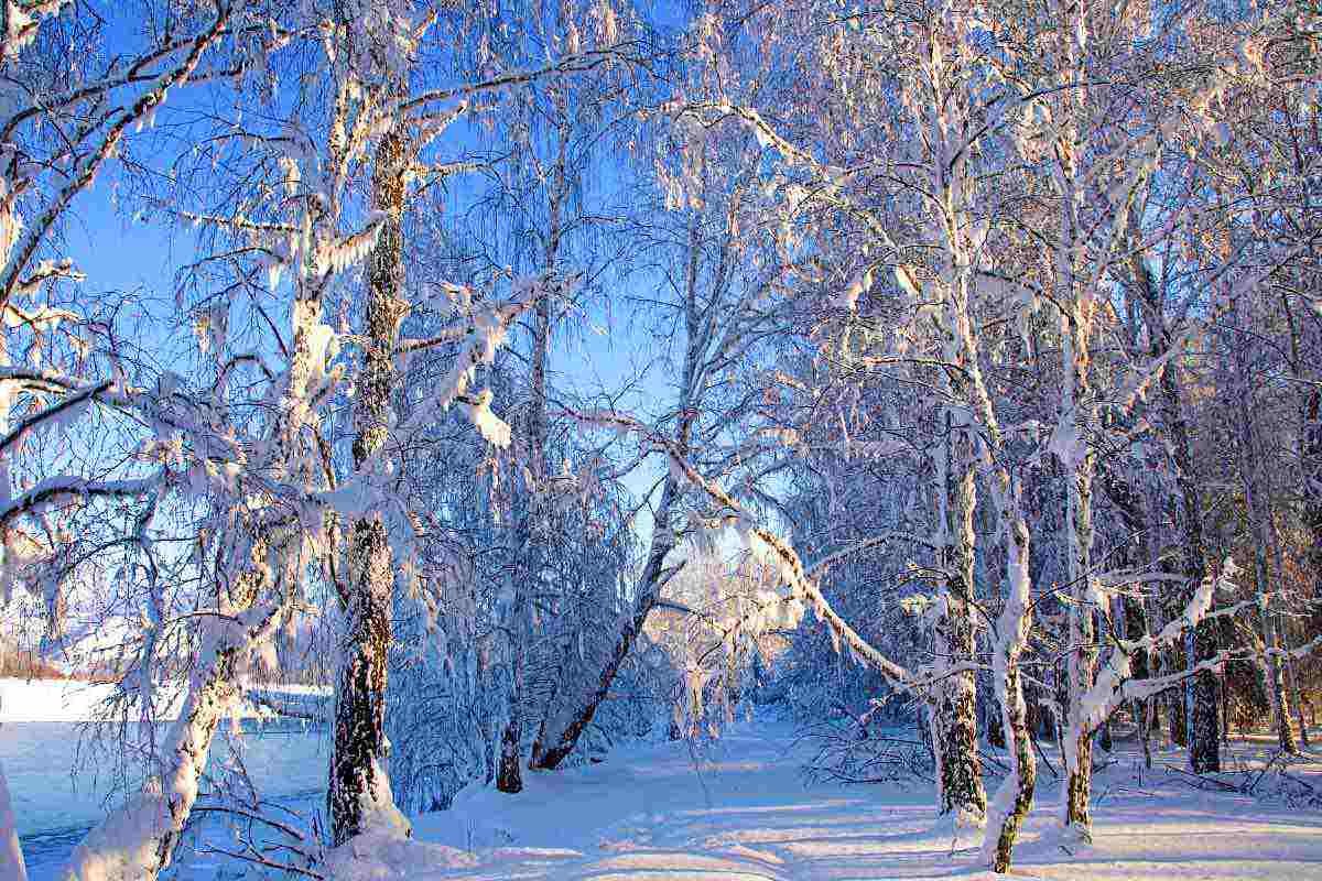 Snöslöjor