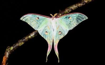 Nattfjärilar