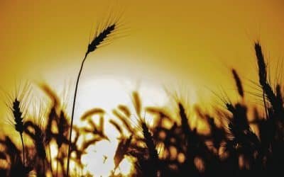 Skriv en augustihaiku