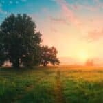 Skriv en haiku om vårljuset