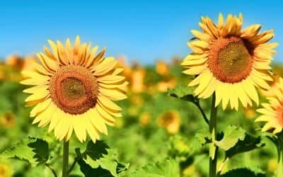 Solrosen