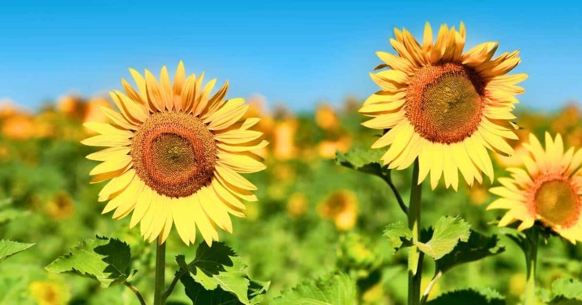 Solrosen