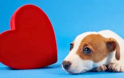 Hunden