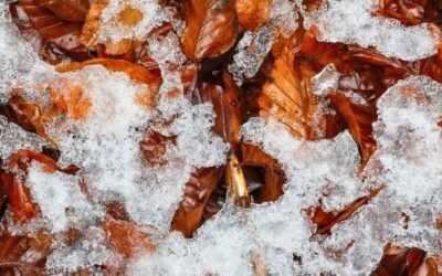 Novemberkåseri med kontraster