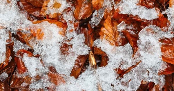 Novemberkåseri med kontraster