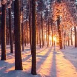 Skriv en haiku-serie