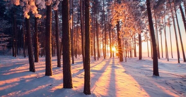 Skriv en haiku-serie