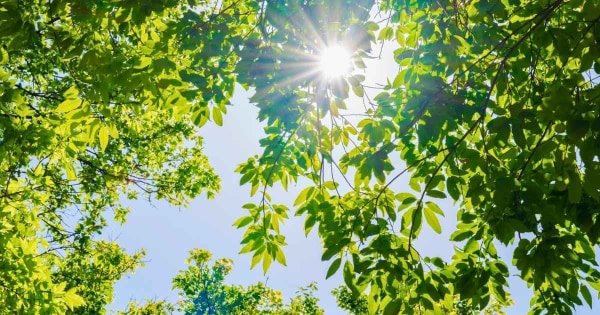 Skriv en haiku om försommaren