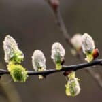 Skriv om vårens första dag