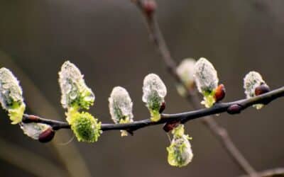 Skriv om vårens första dag