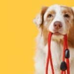 Kåseri ur hundens perspektiv